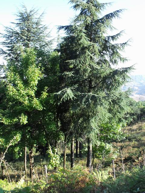 Cedrus atlantica